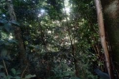 Vista bosque 2