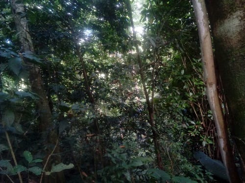 Vista bosque 2