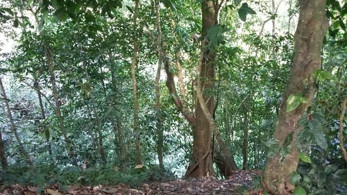 Vista bosque 3